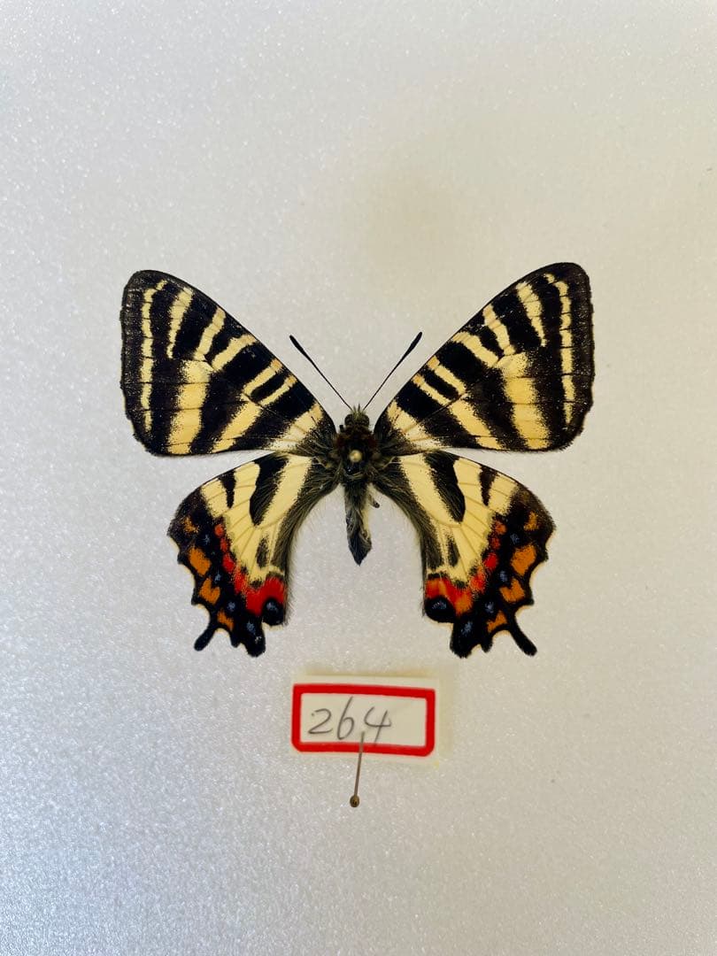 【異常型・赤紋型】ギフチョウ（滋賀県・飼育品）