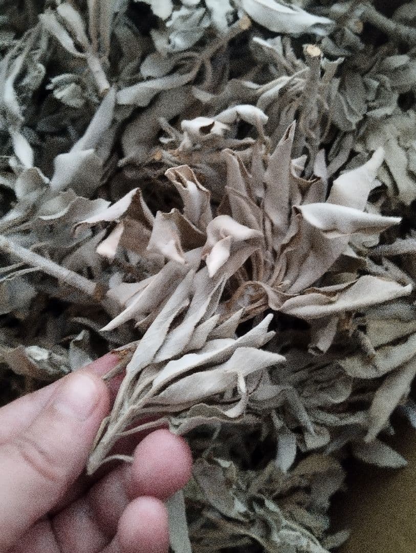 激安価格タイムセール☆無農薬ホワイトセージ枝付きクラスター1KG業務用価額お得