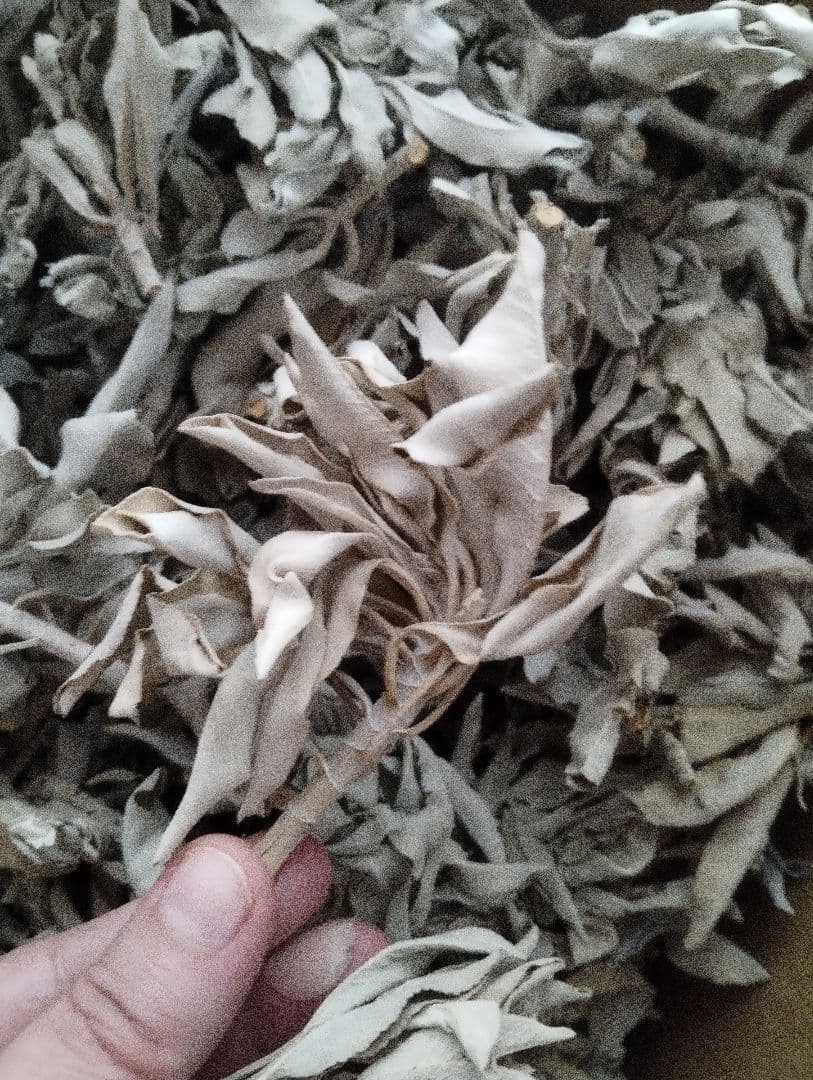 激安価格タイムセール☆無農薬ホワイトセージ枝付きクラスター1KG業務用価額お得