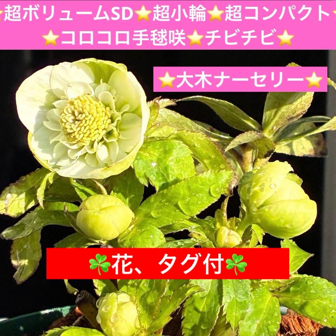 ラ*ク様 3446☘️花タグ付☘️超SD⭐️超小輪⭐️超コンパクト⭐️コロコロ手
