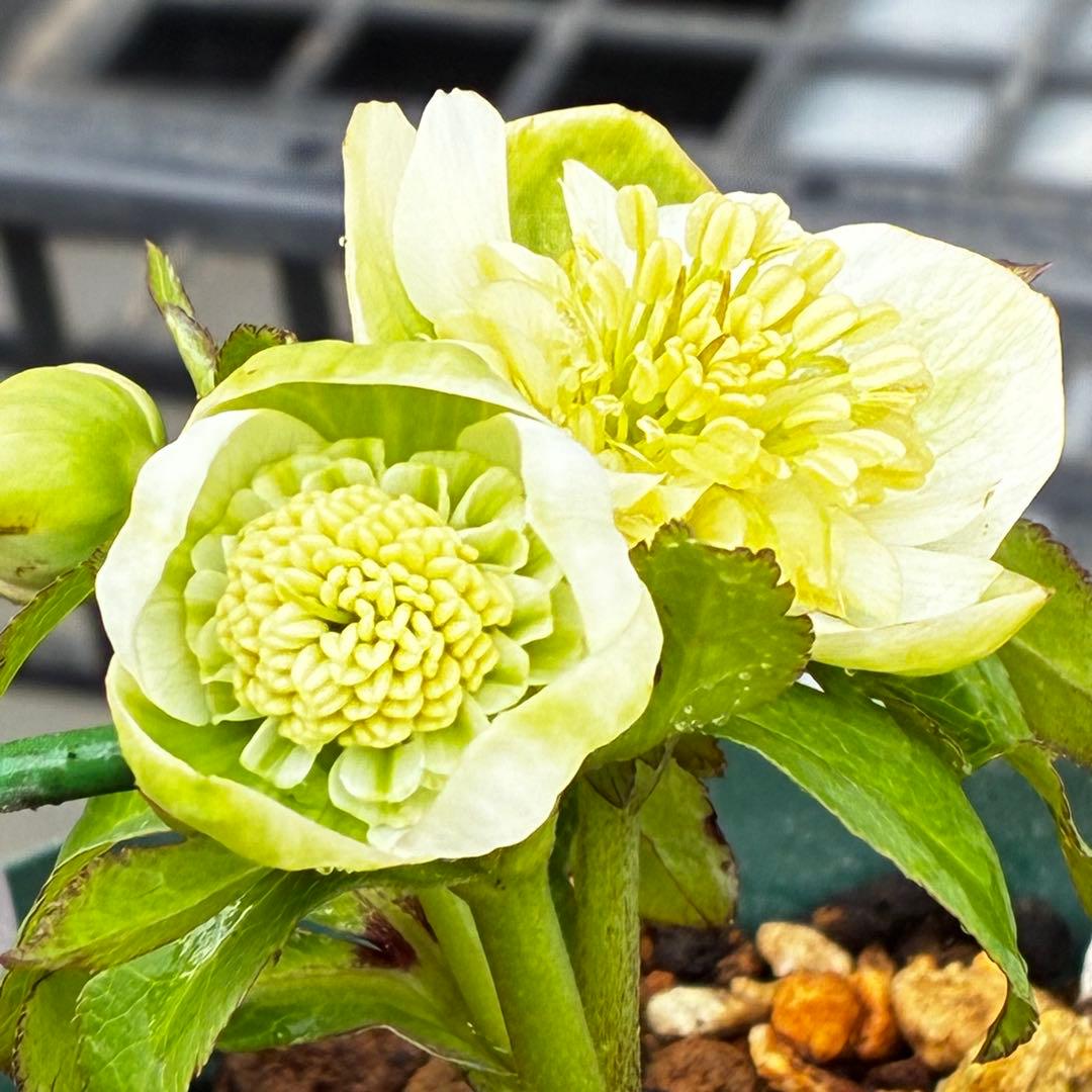 ラ*ク様 3446☘️花タグ付☘️超SD⭐️超小輪⭐️超コンパクト⭐️コロコロ手