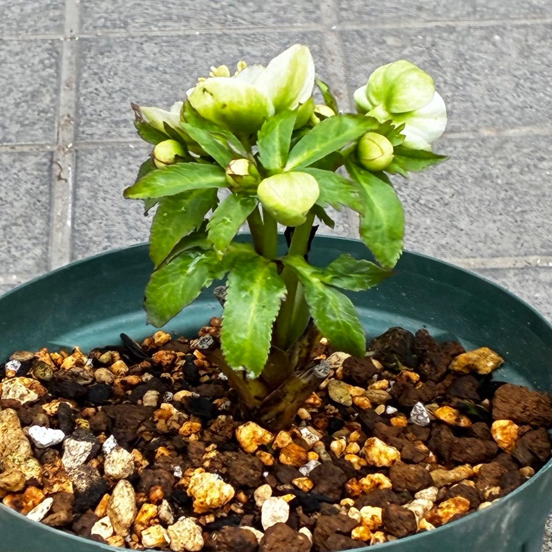 ラ*ク様 3446☘️花タグ付☘️超SD⭐️超小輪⭐️超コンパクト⭐️コロコロ手