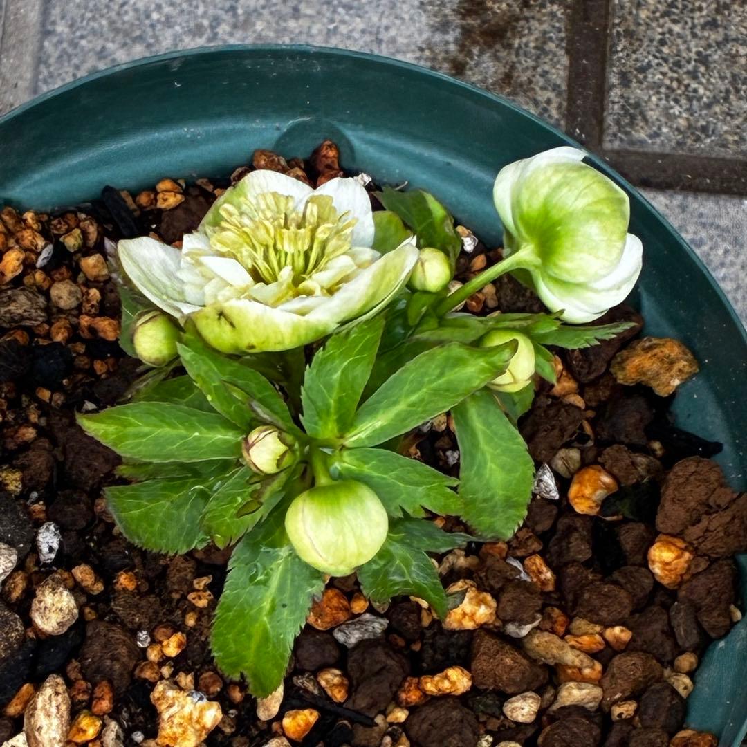 ラ*ク様 3446☘️花タグ付☘️超SD⭐️超小輪⭐️超コンパクト⭐️コロコロ手