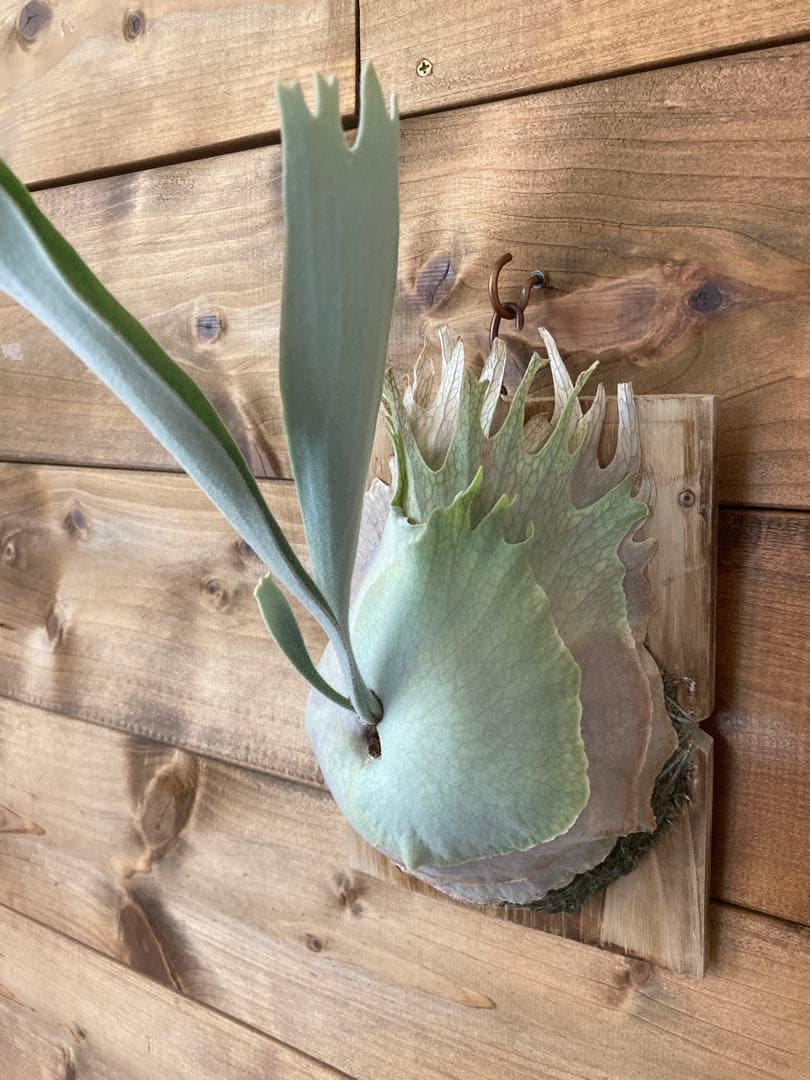 k*n様 ビカクシダ ベイチー\