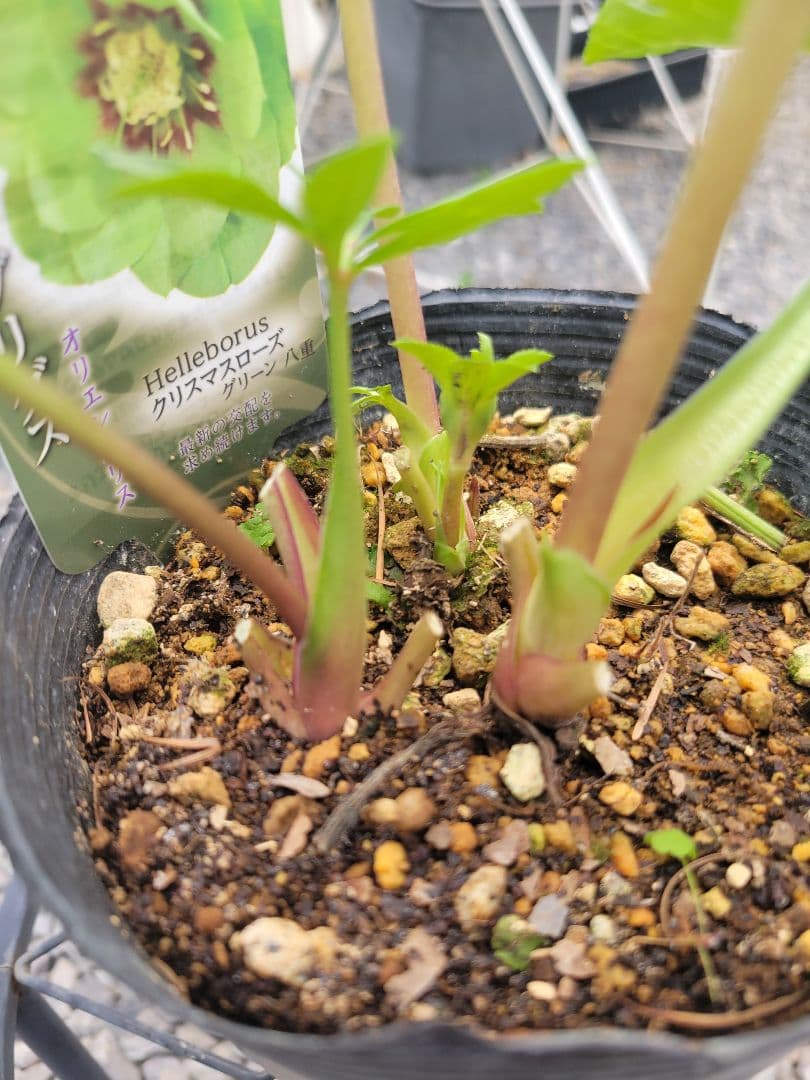 衛*様 クリスマスローズ　グリーンブロッチ　爪白