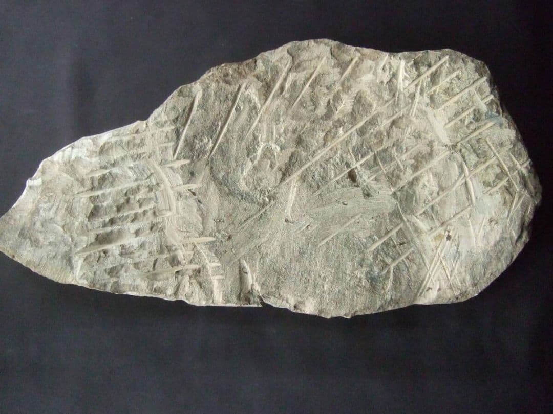 三葉虫とヒトデの化石