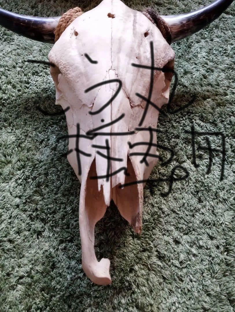 スカルトロフィー　バッファロー