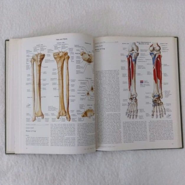 洋書・希少 CIBA医学イラスト集第8巻Ⅰ&Ⅱ フランクH.ネッター／英語版