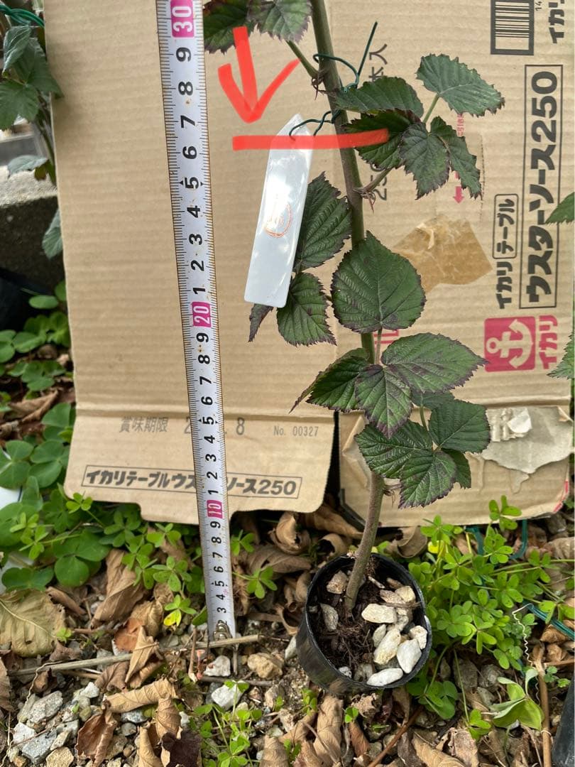 【Ryutaro】ブラックベリートリプルクラウン　取り木苗　20株