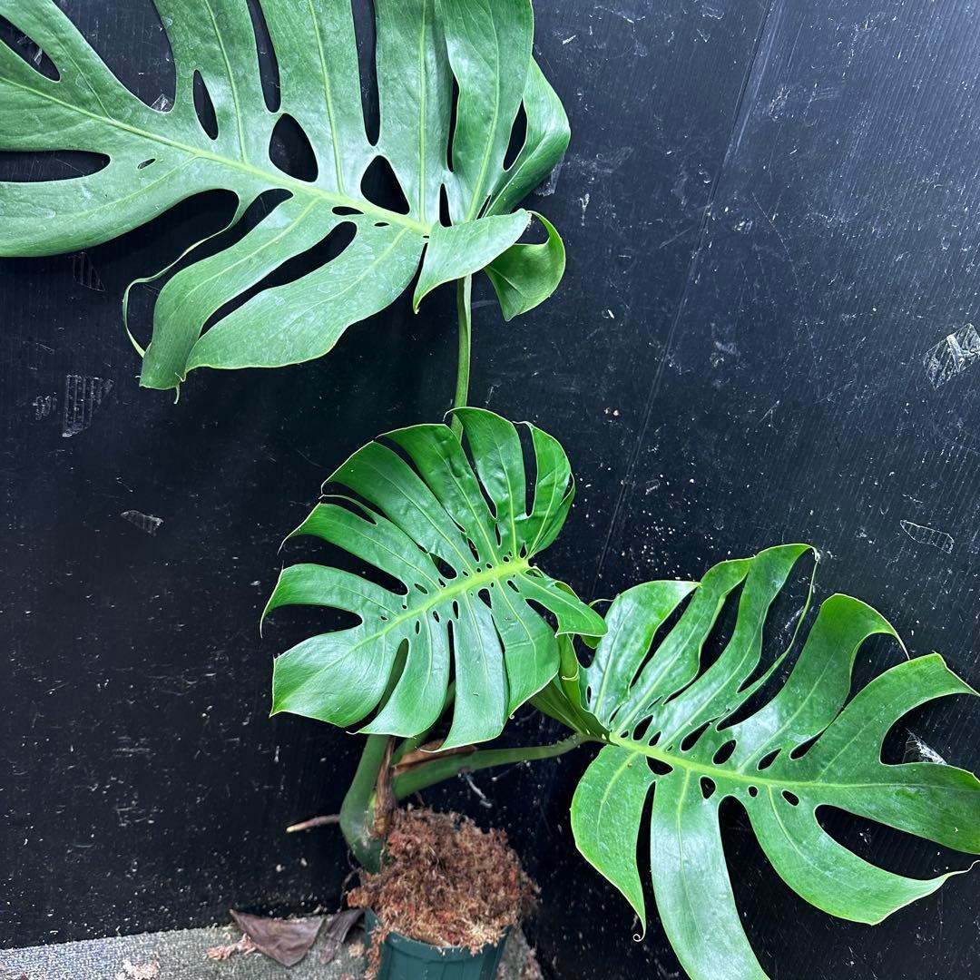 -*-様 モンステラデリシオーサマクロコズム超希少系統鉢植え72㎝