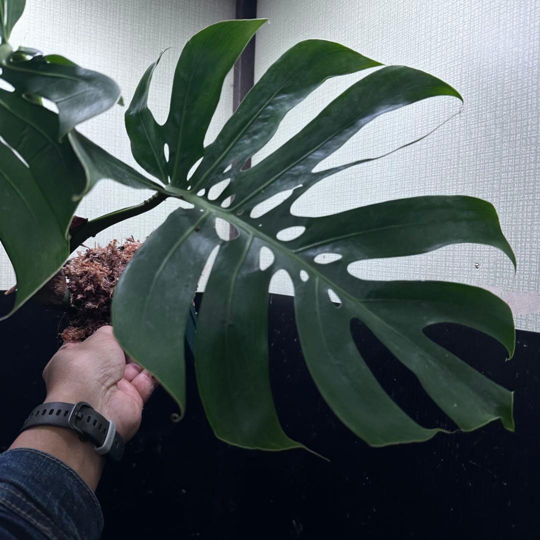 -*-様 モンステラデリシオーサマクロコズム超希少系統鉢植え72㎝