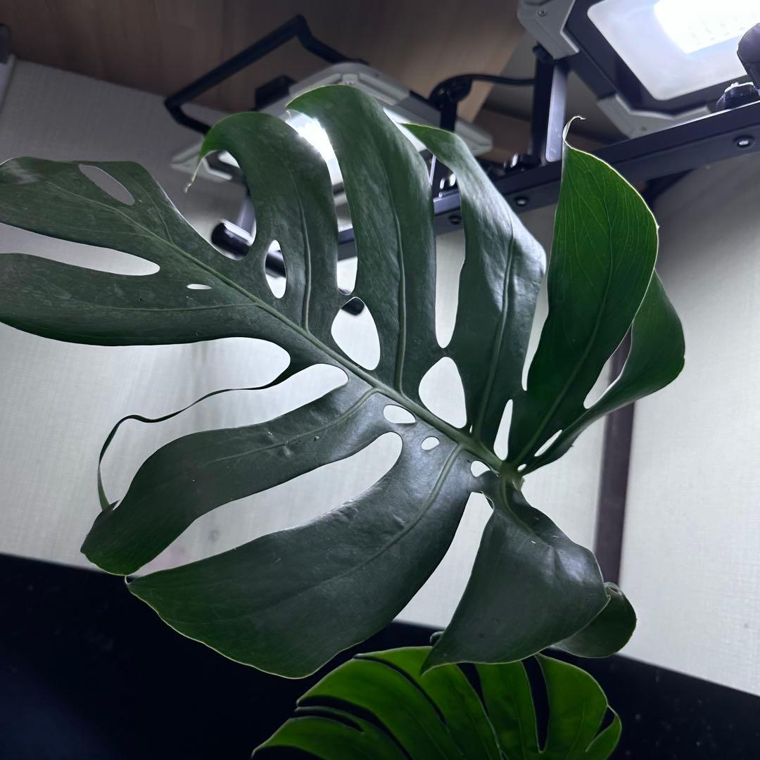 -*-様 モンステラデリシオーサマクロコズム超希少系統鉢植え72㎝