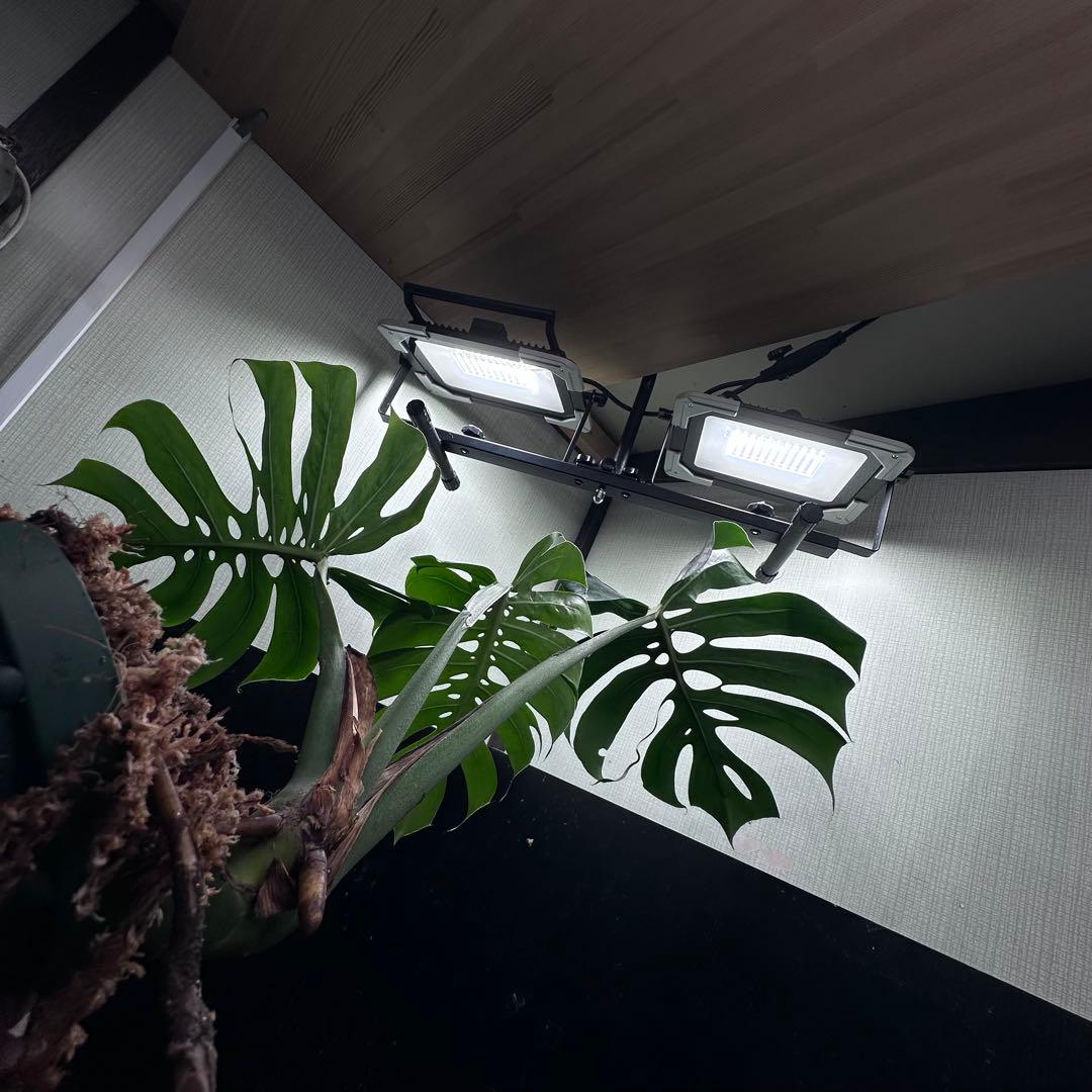 -*-様 モンステラデリシオーサマクロコズム超希少系統鉢植え72㎝