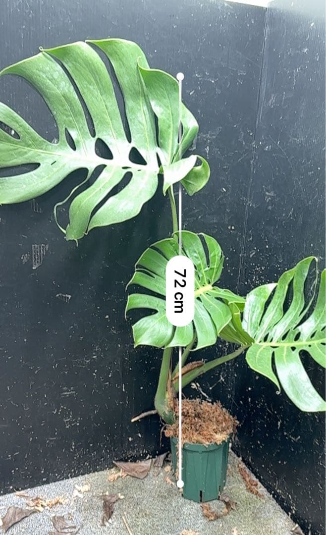 -*-様 モンステラデリシオーサマクロコズム超希少系統鉢植え72㎝
