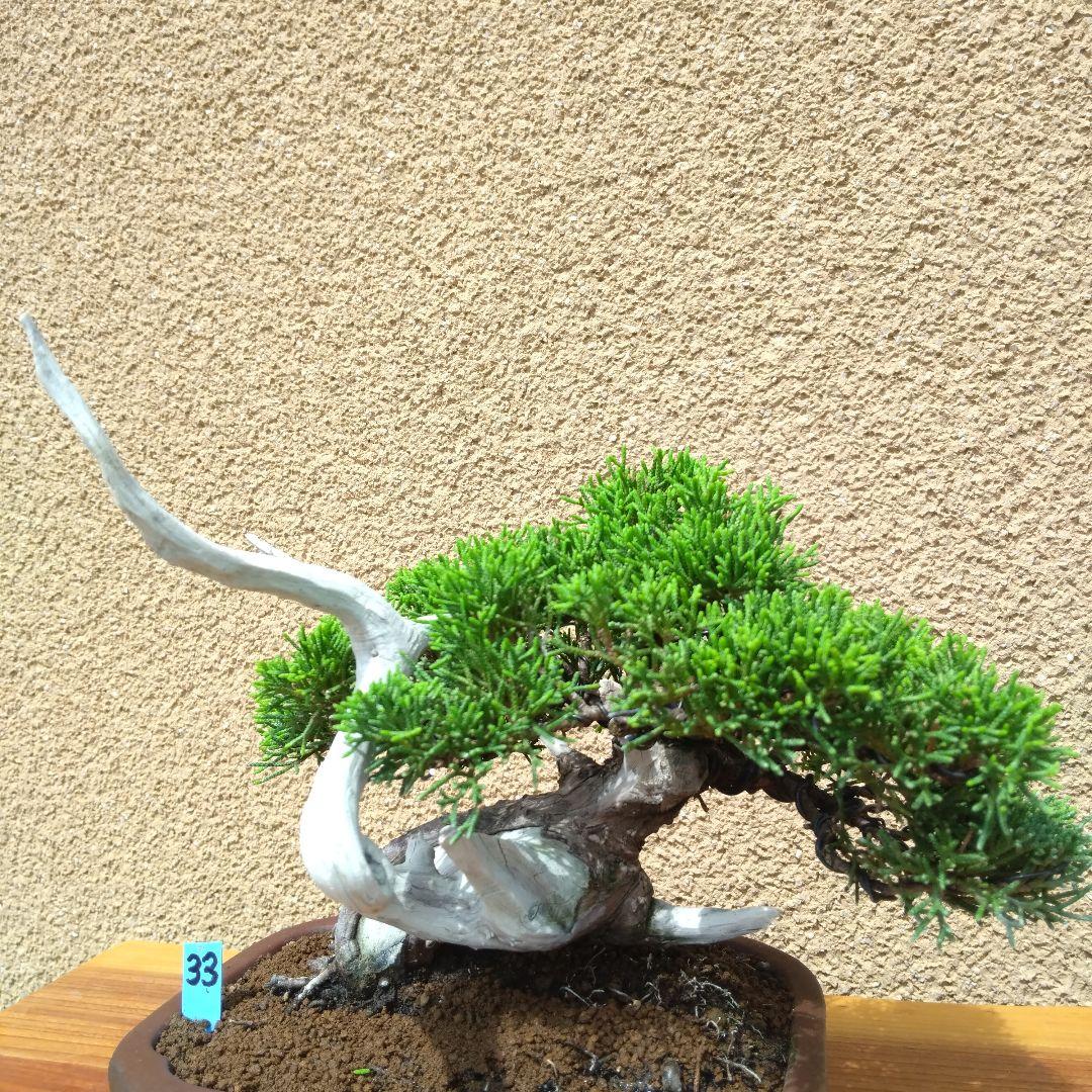 糸魚川真柏盆栽No.33TK