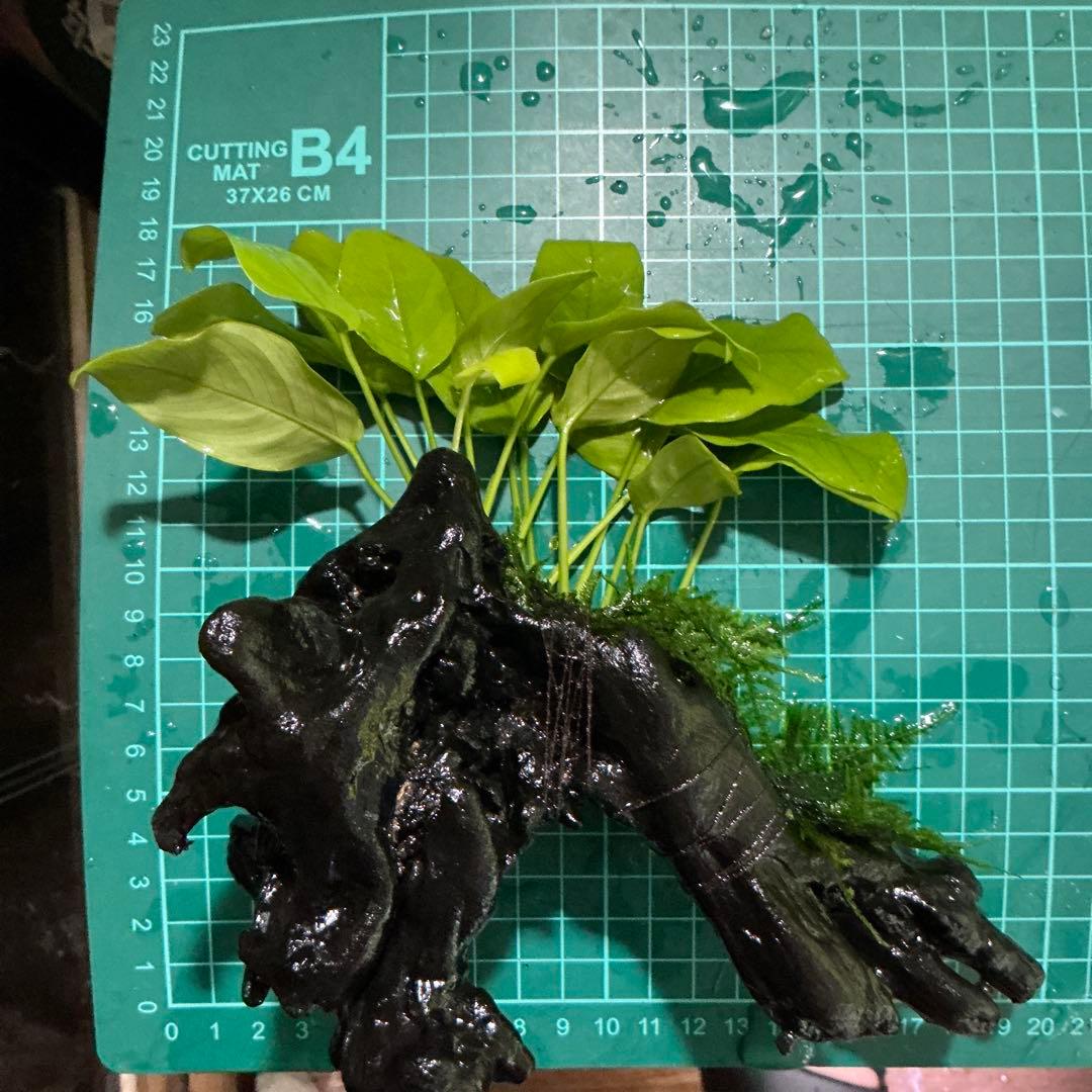 Akira様 リクエスト 3点 まとめ商品　水草