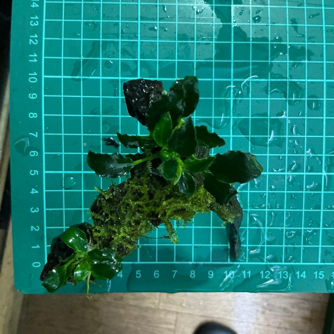 Akira様 リクエスト 3点 まとめ商品　水草