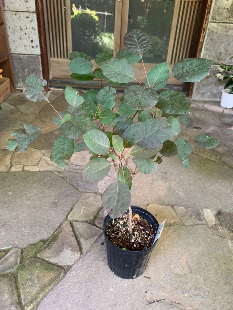 のこのこページ　スモークツリー　ルブリフォリウス