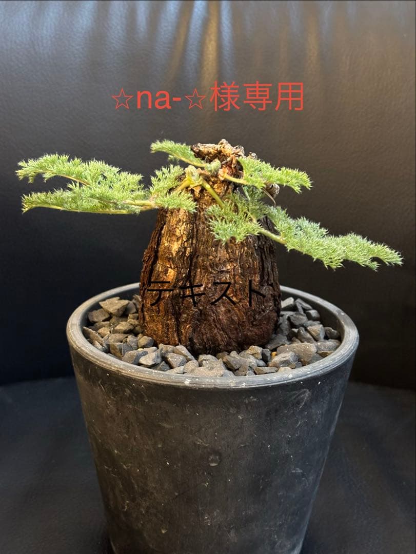 冬型　ペラルゴニウム トリステ　発根済み