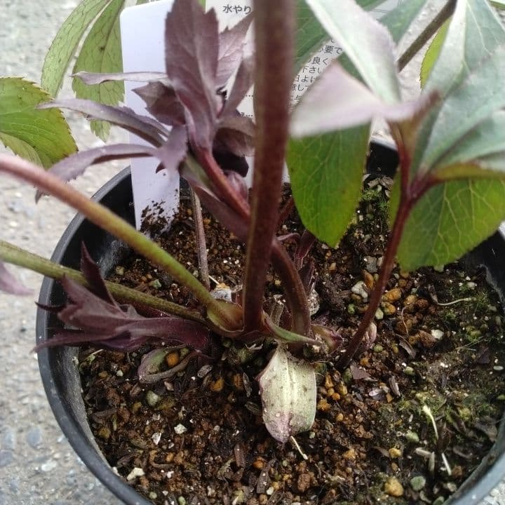 広瀬園芸。ブラックマジック。黒色の多弁花のクリスマスローズ。 NO36