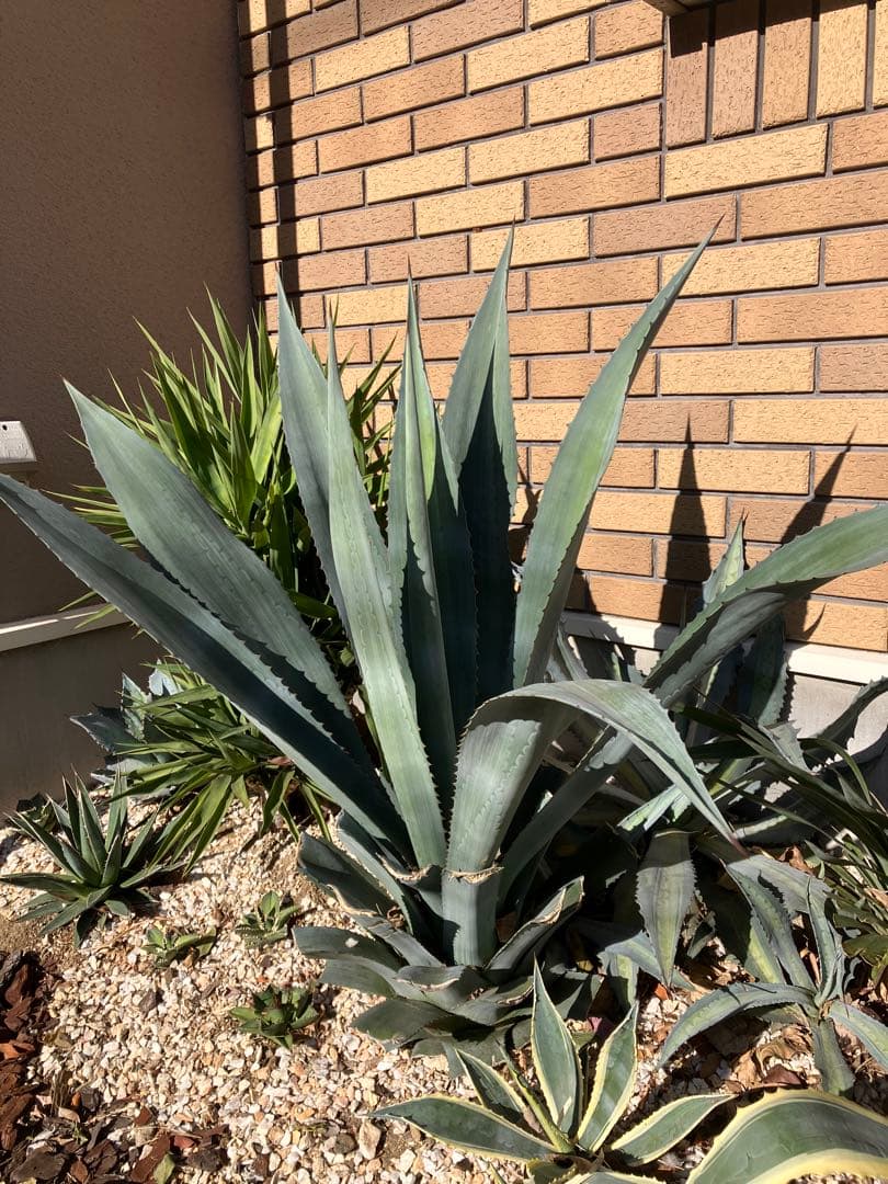 本日特価　アガベ アメリカーナ　特大株　2年半地植え　1m超　送料込み