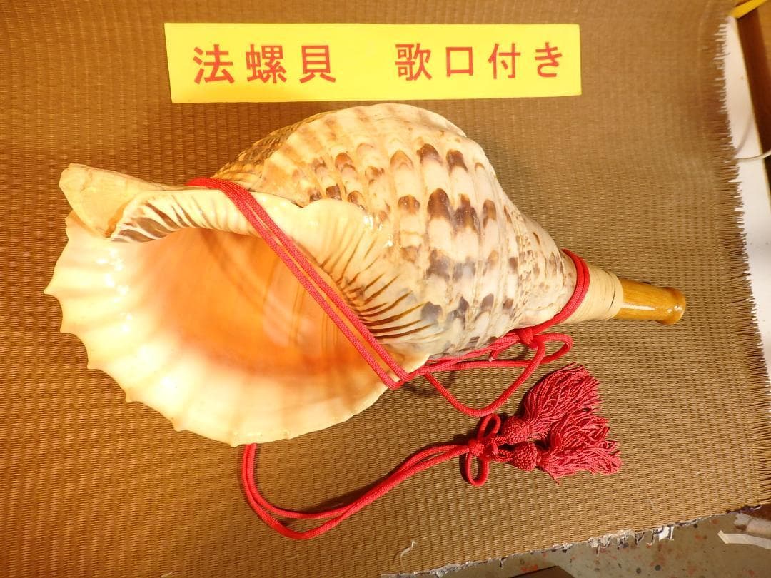 法螺貝 約39㎝ 木製歌口,赤紐付　新品　 MH-430