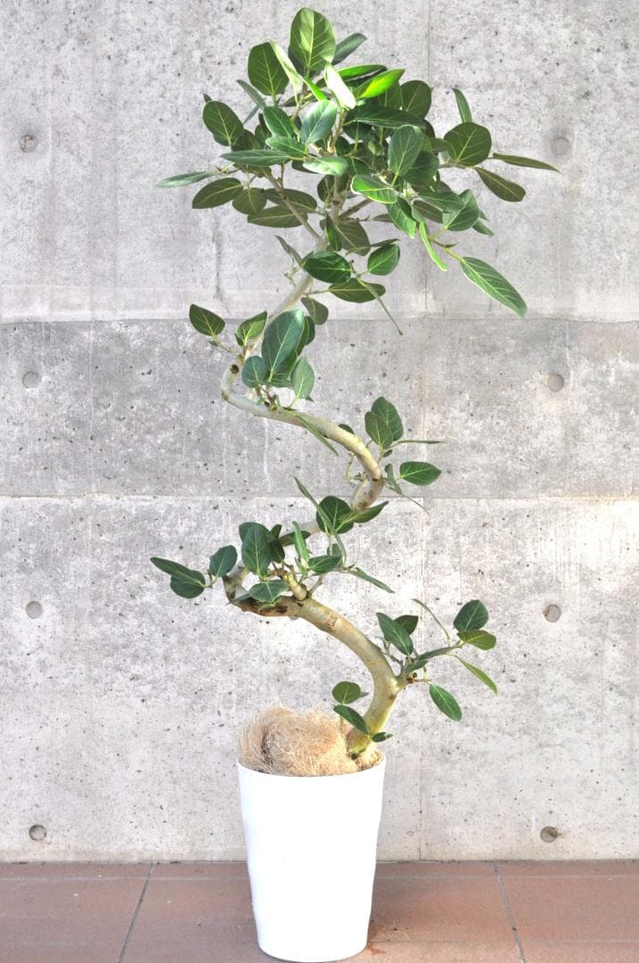 フィカス ベンガレンシス 8号 138cm Spiral tree form