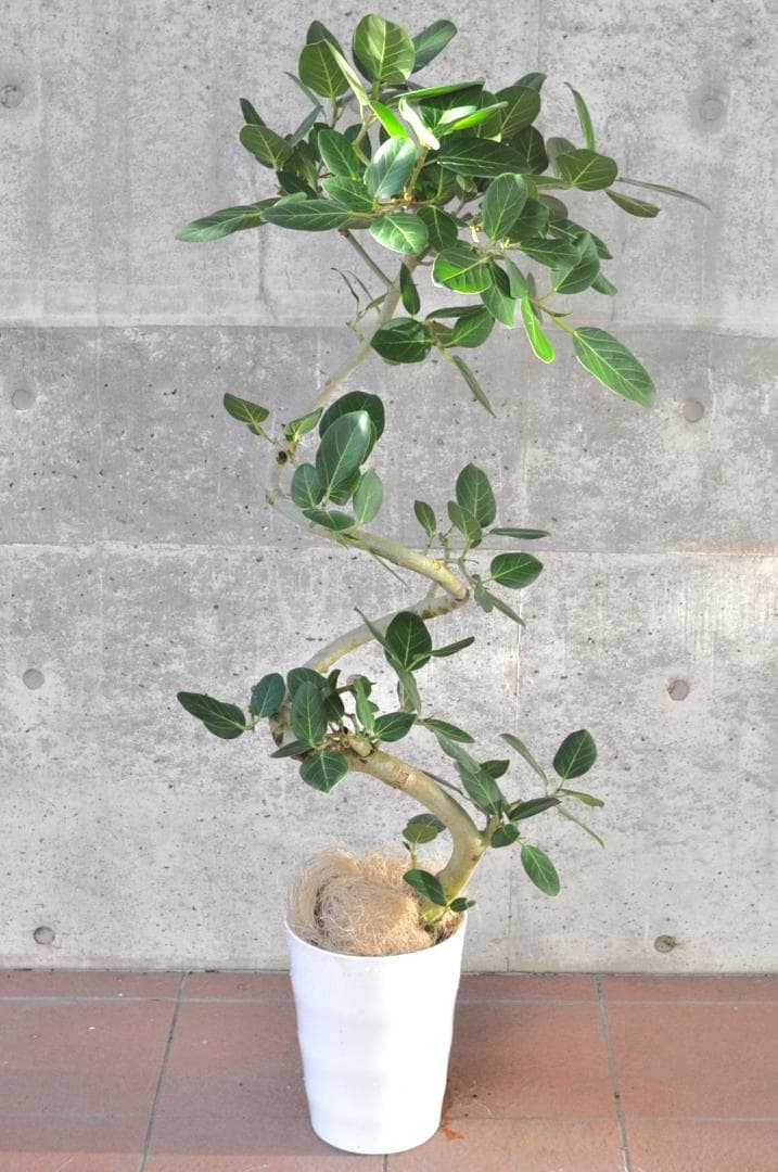 フィカス ベンガレンシス 8号 138cm Spiral tree form