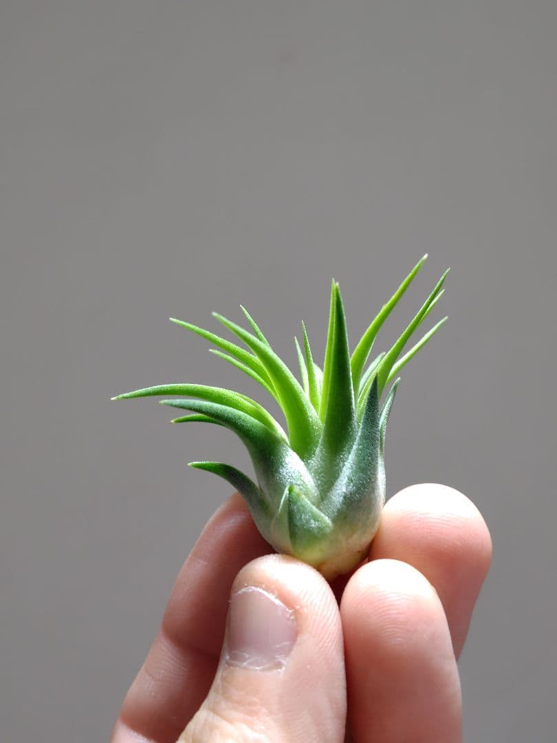 u*a様 イオナンタ ヘッジホッグ from TI