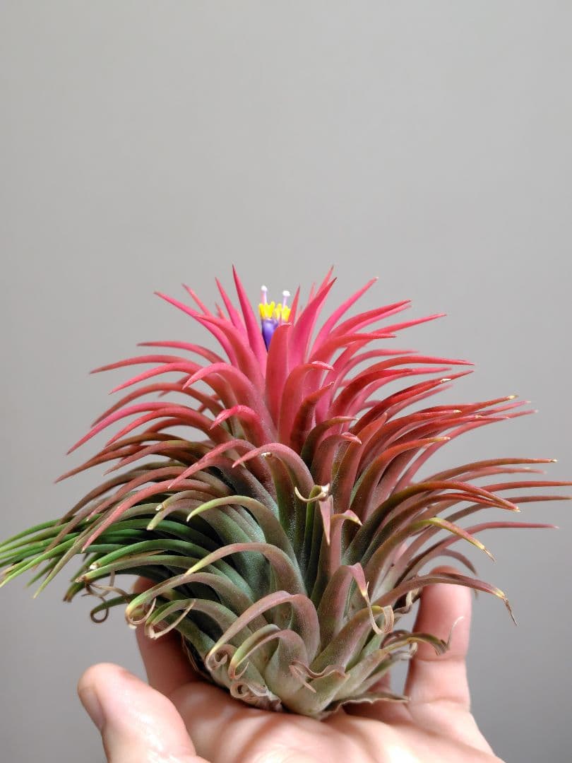 u*a様 イオナンタ ヘッジホッグ from TI