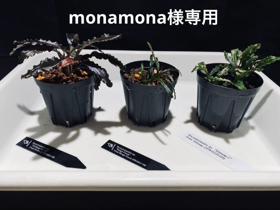 monamona【 HW便】Bucephalandraセット