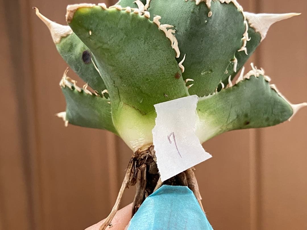 e*6様 【オークション】⑦選抜　太棘　アガべ　チタノタ　白豪刺　TC