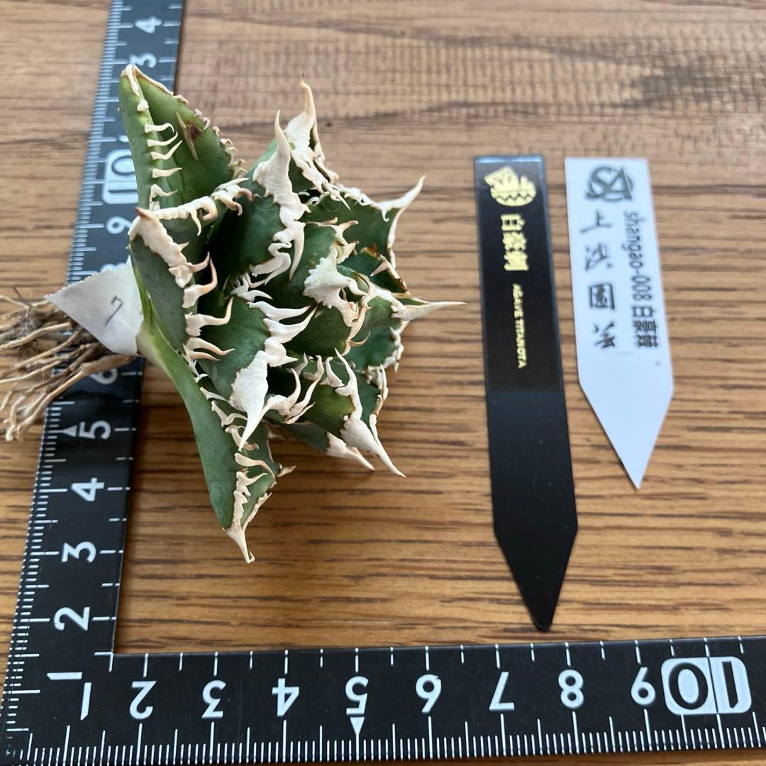 e*6様 【オークション】⑦選抜　太棘　アガべ　チタノタ　白豪刺　TC