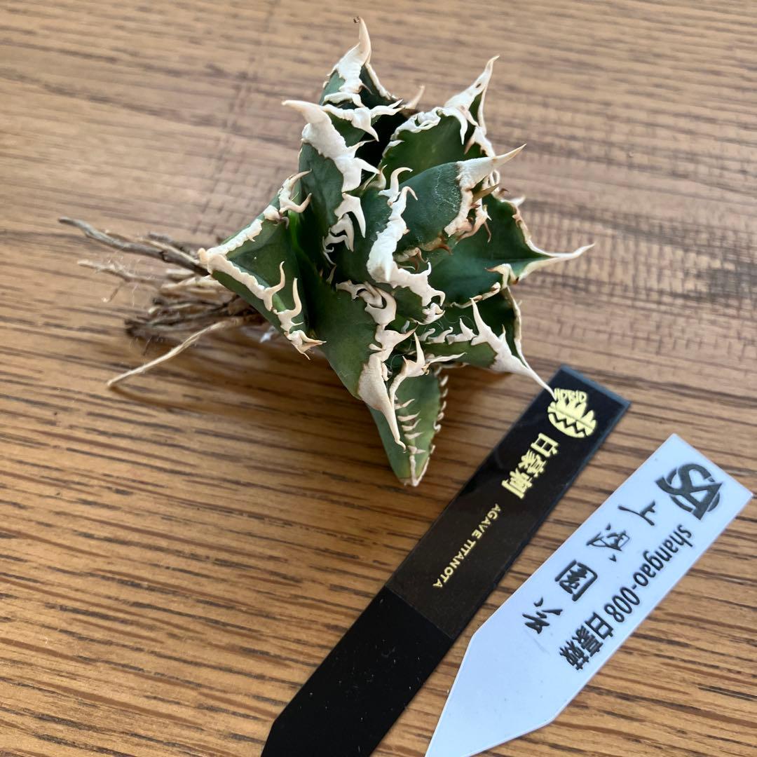 e*6様 【オークション】⑦選抜　太棘　アガべ　チタノタ　白豪刺　TC