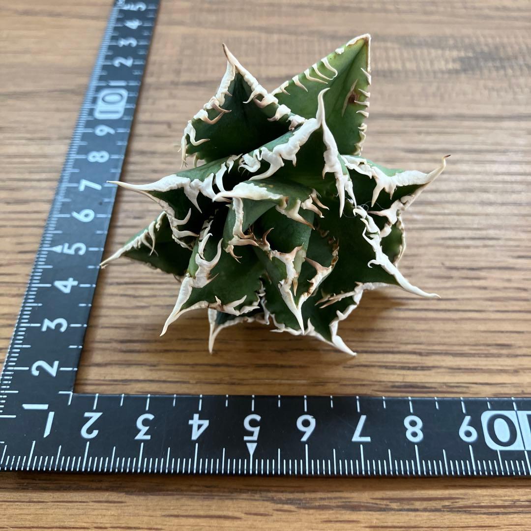 e*6様 【オークション】⑦選抜　太棘　アガべ　チタノタ　白豪刺　TC