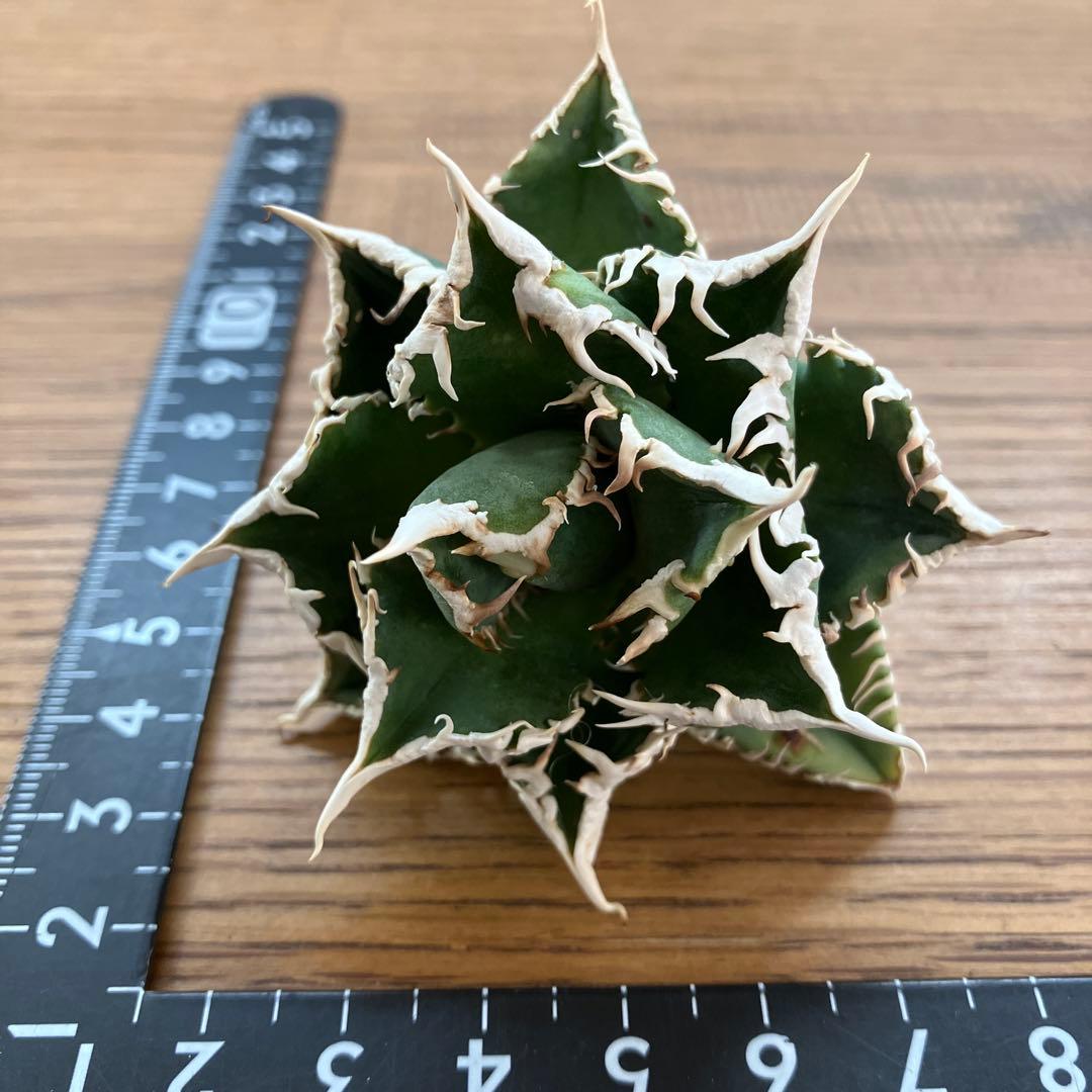 e*6様 【オークション】⑦選抜　太棘　アガべ　チタノタ　白豪刺　TC