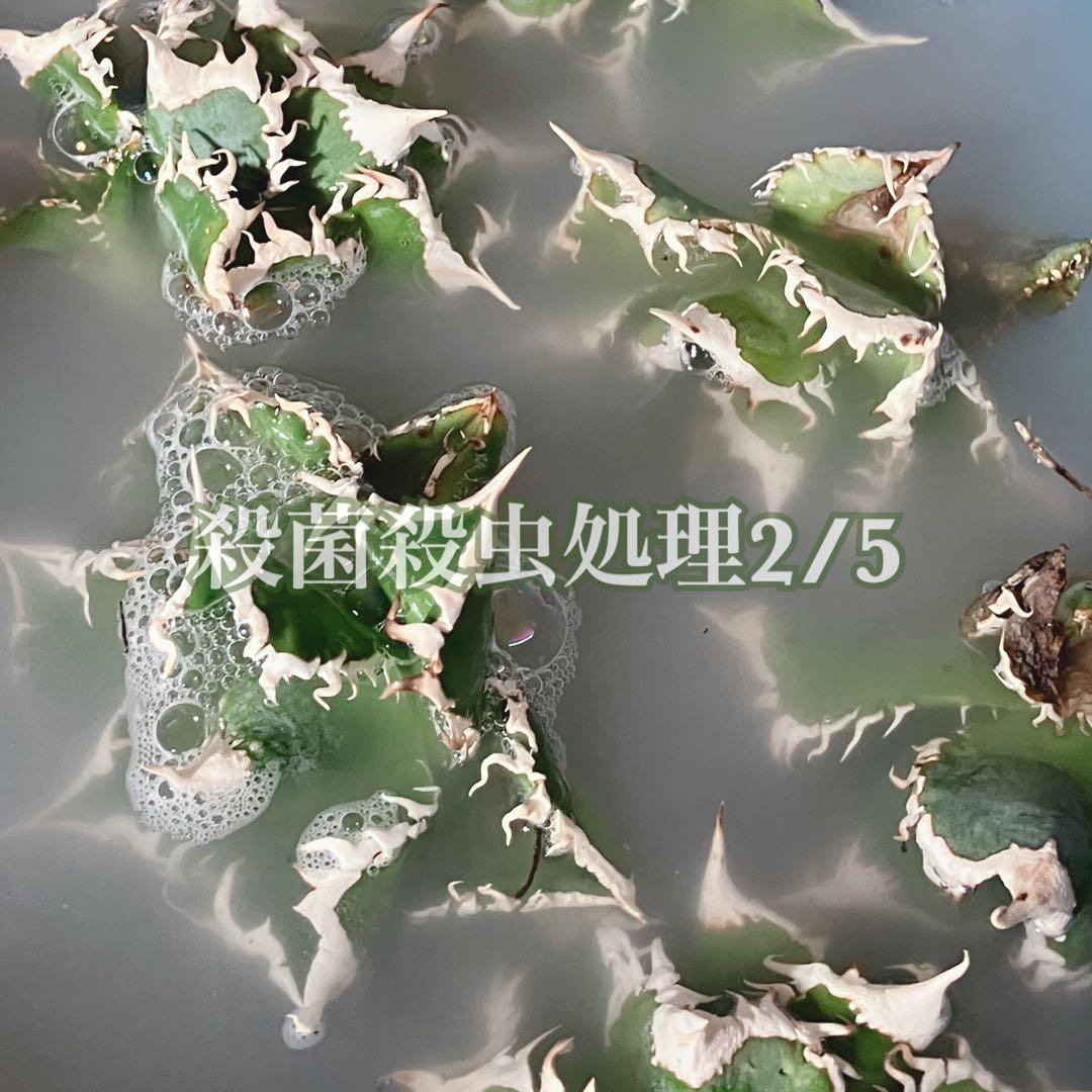 e*6様 【オークション】⑦選抜　太棘　アガべ　チタノタ　白豪刺　TC