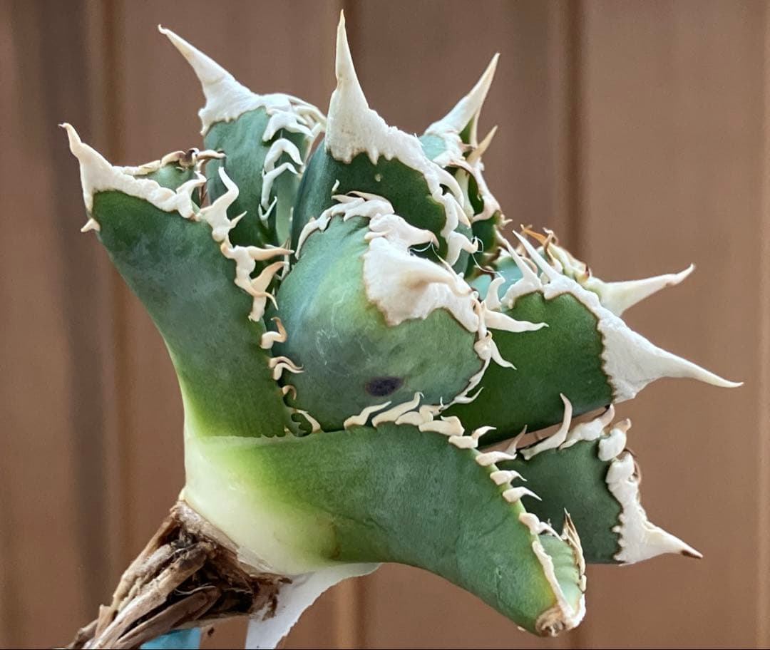 e*6様 【オークション】⑦選抜　太棘　アガべ　チタノタ　白豪刺　TC