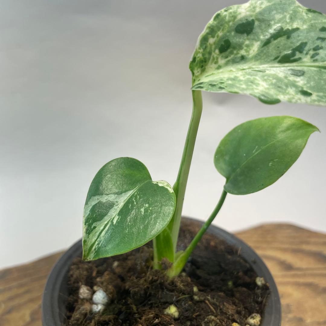 我*成様 a46品種保証！斑入り保証！Bulbasaurモンステラ バルバソー