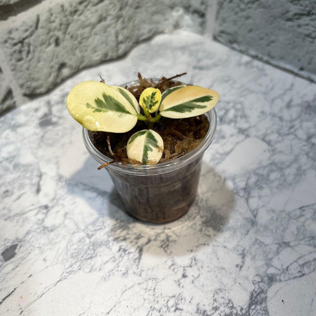 パンダガジュマル　斑入り　枝挿し　発根済み