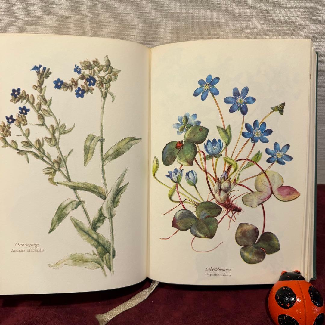 28③1966年ドイツElsa Flesko植物図鑑　植物画　ジャンクジャーナル