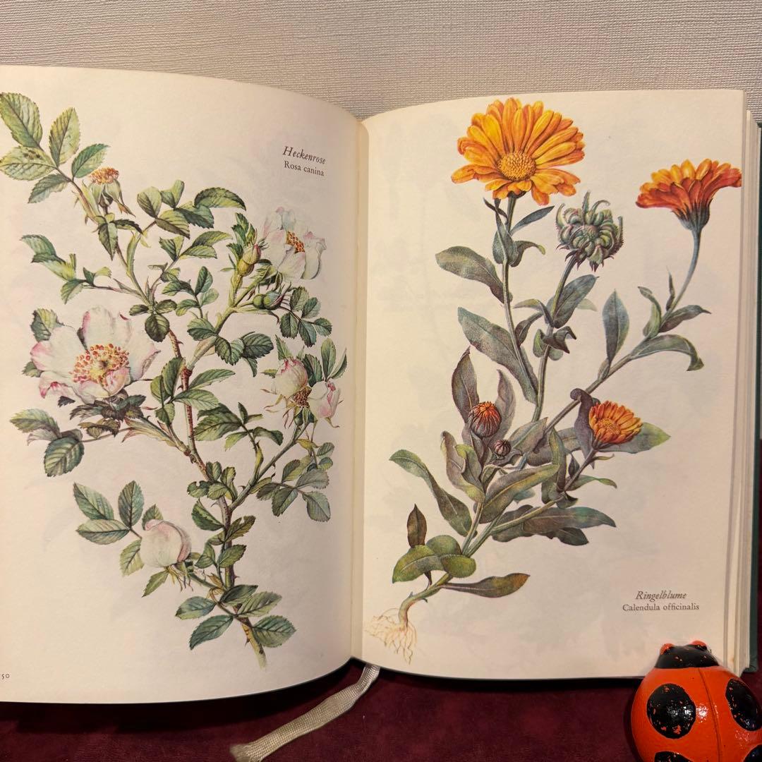 28③1966年ドイツElsa Flesko植物図鑑　植物画　ジャンクジャーナル