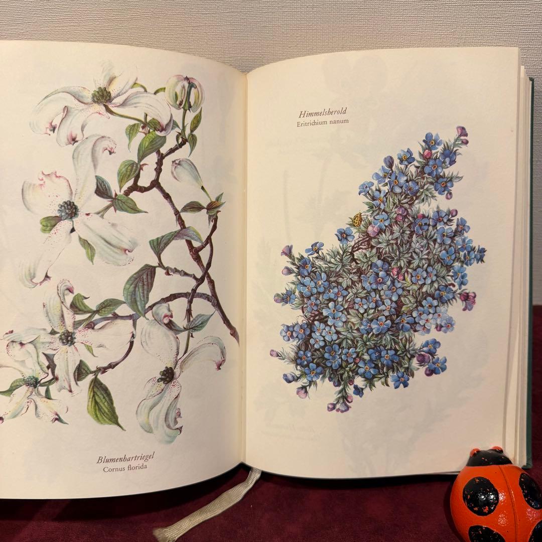 28③1966年ドイツElsa Flesko植物図鑑　植物画　ジャンクジャーナル