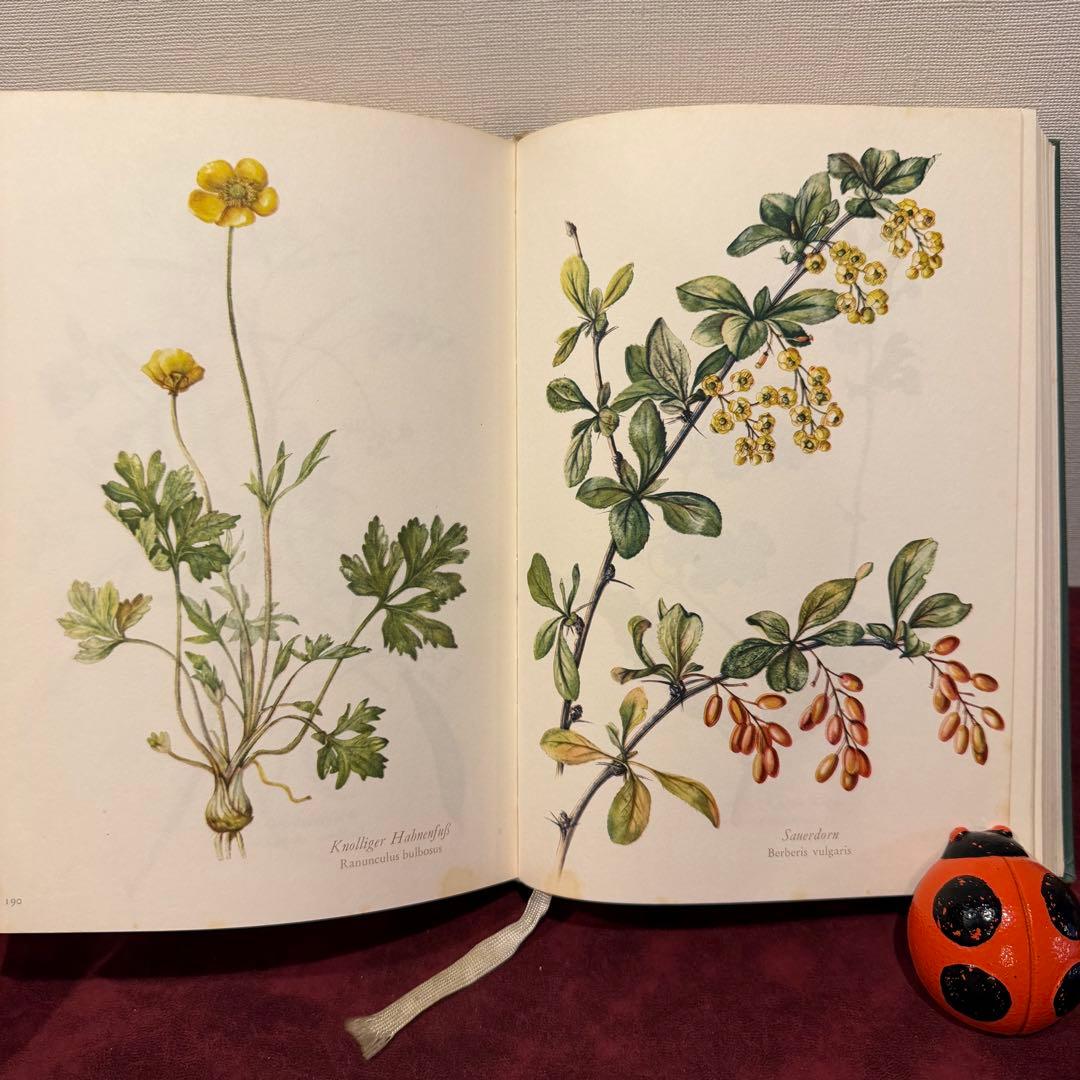 28③1966年ドイツElsa Flesko植物図鑑　植物画　ジャンクジャーナル