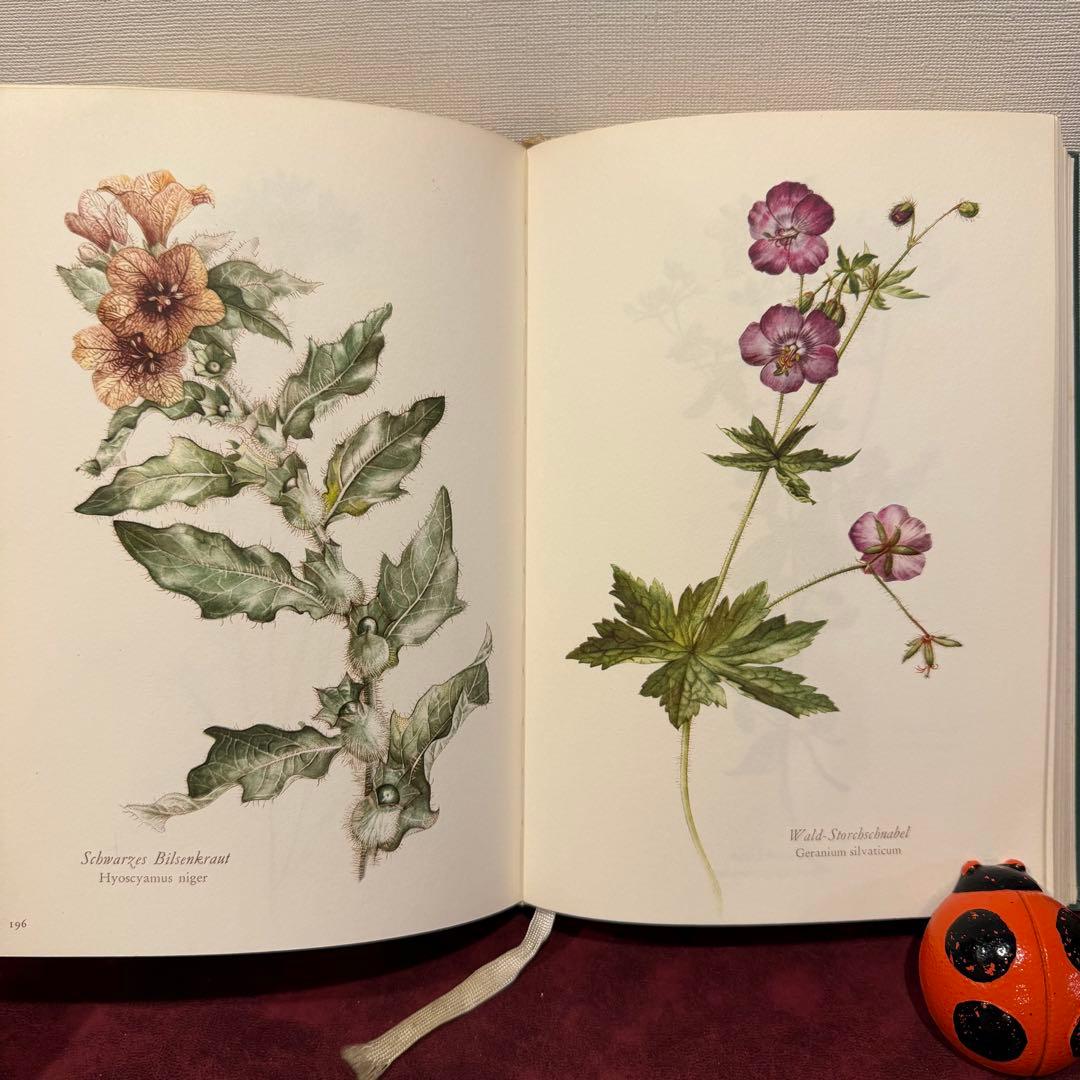 28③1966年ドイツElsa Flesko植物図鑑　植物画　ジャンクジャーナル