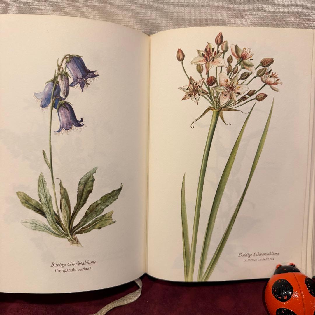 28③1966年ドイツElsa Flesko植物図鑑　植物画　ジャンクジャーナル