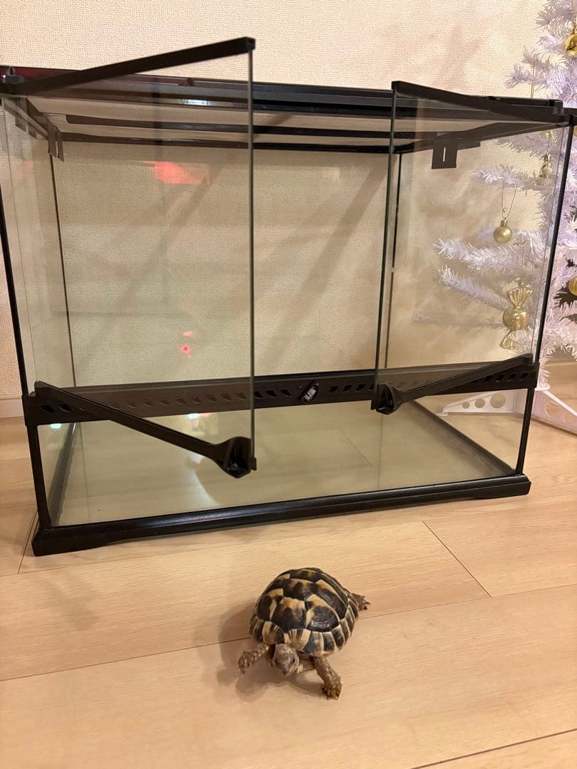 中型透明ガラス飼育ケージ