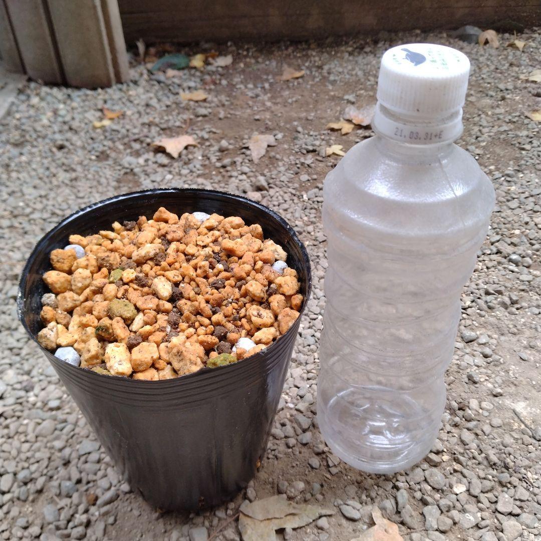 クリスマスローズ　チベタヌス