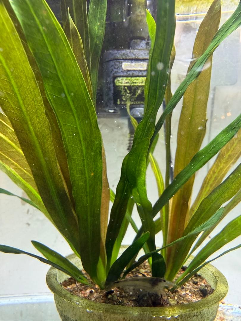 り*う様 エキノドルス ホレマニーオレンジ