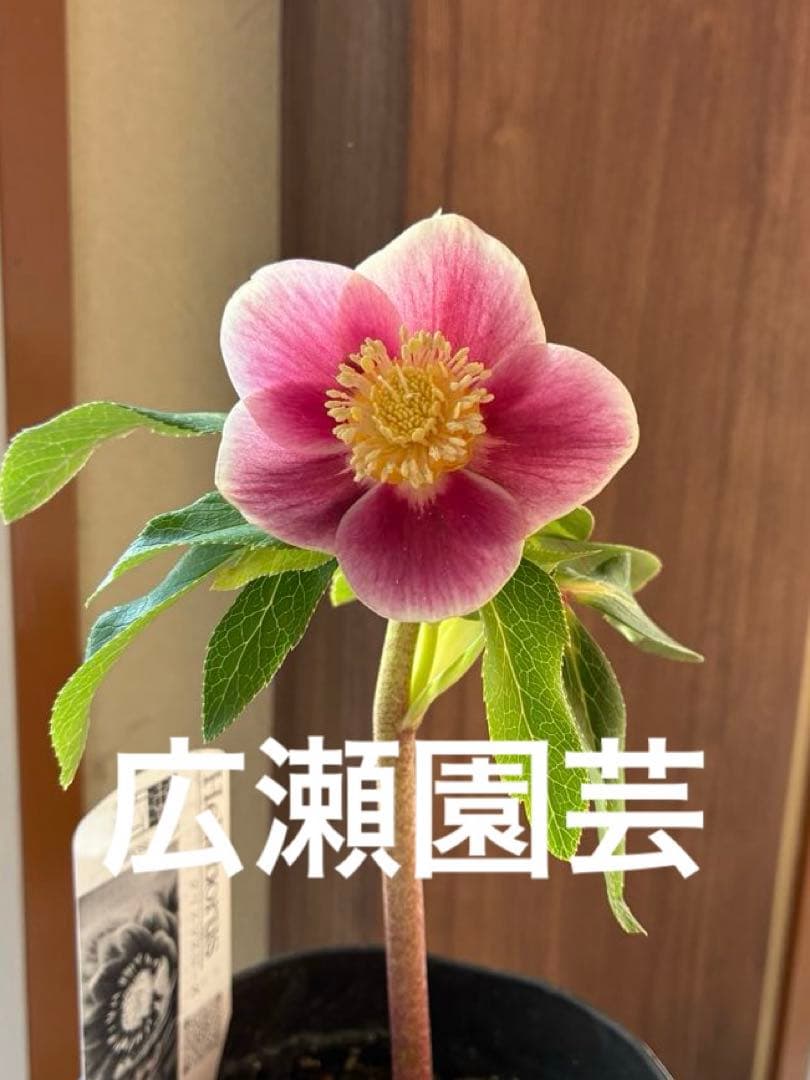 ♡広瀬園芸♡ S Sピンクぼかし　イエローネクタリ ソレイユ系